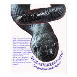 Mexican Black King Snake Print