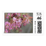 Mexican Buckeye in Bloom postage