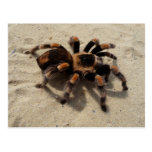 Mexican Flameknee Tarantula Postcard