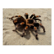 Mexican Flameknee Tarantula Postcard