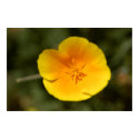 Mexican Goldpoppy Wildflower posters by TranquilityPhoto Mexican Goldpoppy Wildflower posters