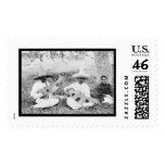 Mexican Guitar Players 1904 Postage Stamps