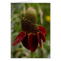 mexican hat cards