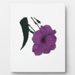 Mexican Petunia pink colorized flower Display Plaques
