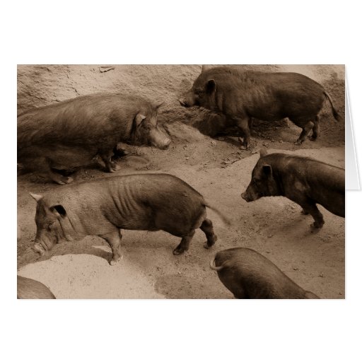 Mexican Pigs Card Zazzle