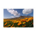 Mexican Poppies - Franklin Mountian State Park 2 posters by MiCasaTours Mexican Poppies - Franklin Mountian State Park 2 posters