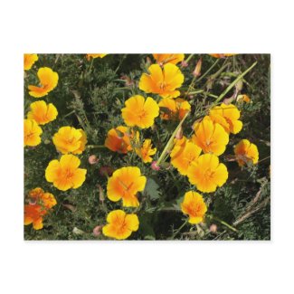 Mexican Poppy (Eschscholtzia Californica) postcard