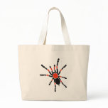 Mexican Red Kneed Tarantula