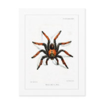 Mexican red leg tarantula post card
