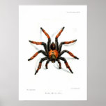Mexican red leg tarantula posters