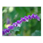 Mexican Sage Postcard