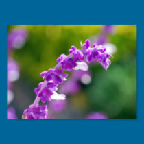 Mexican Sage posters