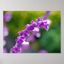 Mexican Sage Poster
