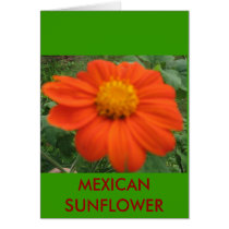 MEXICAN SUNFLOWER cards