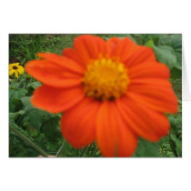 MEXICAN SUNFLOWER cards