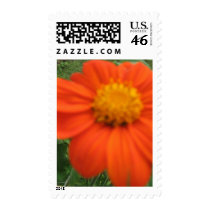 MEXICAN SUNFLOWER postage
