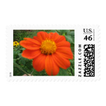 MEXICAN SUNFLOWER postage