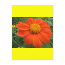 MEXICAN SUNFLOWER postcards