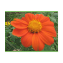 MEXICAN SUNFLOWER postcards