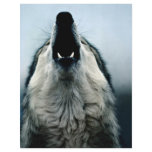 Mexican wolf, endangered species, Sonoran Desert, Flyer