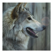 Mexican Wolf Invitations