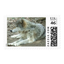Mexican Wolf Postage Stamps