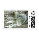 Mexican Wolf Postage Stamps