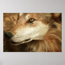 Mexican Wolf Posters