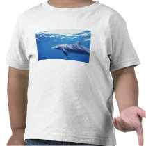 Mexico, Cozumel. Bottlenosed Dolphin, Tursiops 3 T-shirt