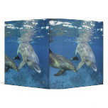Mexico, Cozumel. Bottlenosed Dolphin, Tursiops 5 binders
