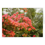 Mexico Flowers
