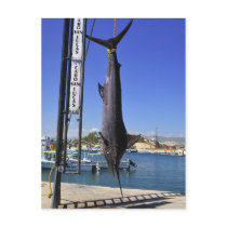 Mexico Marlin Post Card
