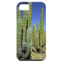 Mexico, Sonora, San Carlos. Saguaro & Organ Pipe iPhone 5 Covers