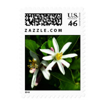 Meyer Lemon Blooms postage by Caroleann1947 Meyer Lemon Blooms postage