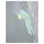 Meyer's Parrot Letterhead Template