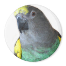 Meyers Parrot Magnet by mavimet Meyers Parrot Magnet