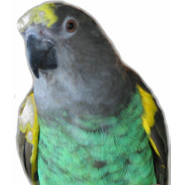 Meyers Parrot t-shirt by mavimet Meyers Parrot t-shirt