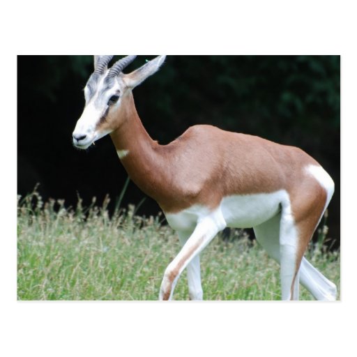 Mhorr Gazelle Postcards
