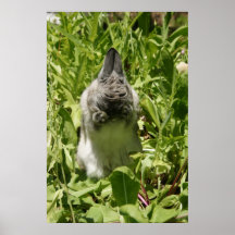 MHRR gray bunny rabbit Netherland Dwarf poster