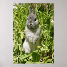MHRR gray bunny rabbit Netherland Dwarf poster