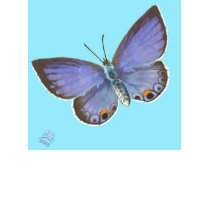 Miami Blue #8 t-shirts by miriamkilmer Miami Blue #8 t-shirts