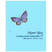 Miami Blue Butterfly #9 t-shirts