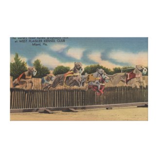 Miami, FL - Greyhound Dog Race at Kennel Club Gallery Wrapped Canvas