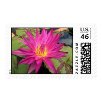 Miami Rose postage