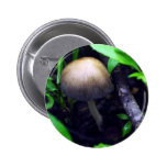 Mica Cap mushroom Pins
