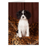 Micah rare colored Cavalier King Charles Spaniel Greeting Cards