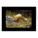 Michigan Fox Card, All Occasion
