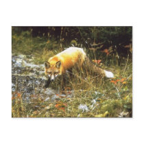 Michigan Fox Postcard