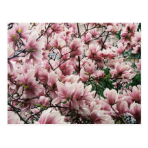 Michigan Magnolia Post Card
