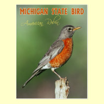 Michigan State Bird - American Robin postcards